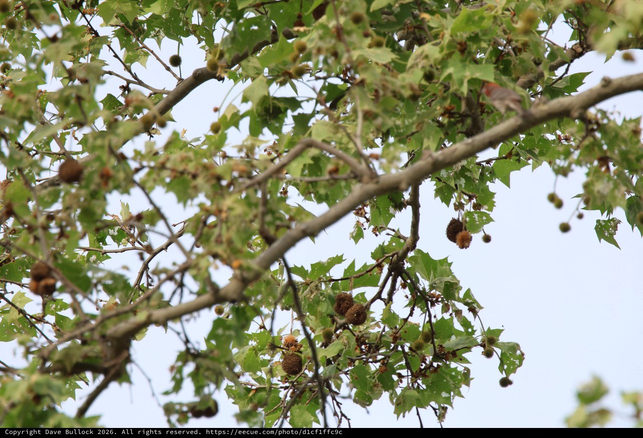 Sycamore Tree with Seed Balls Against Overcast Sky