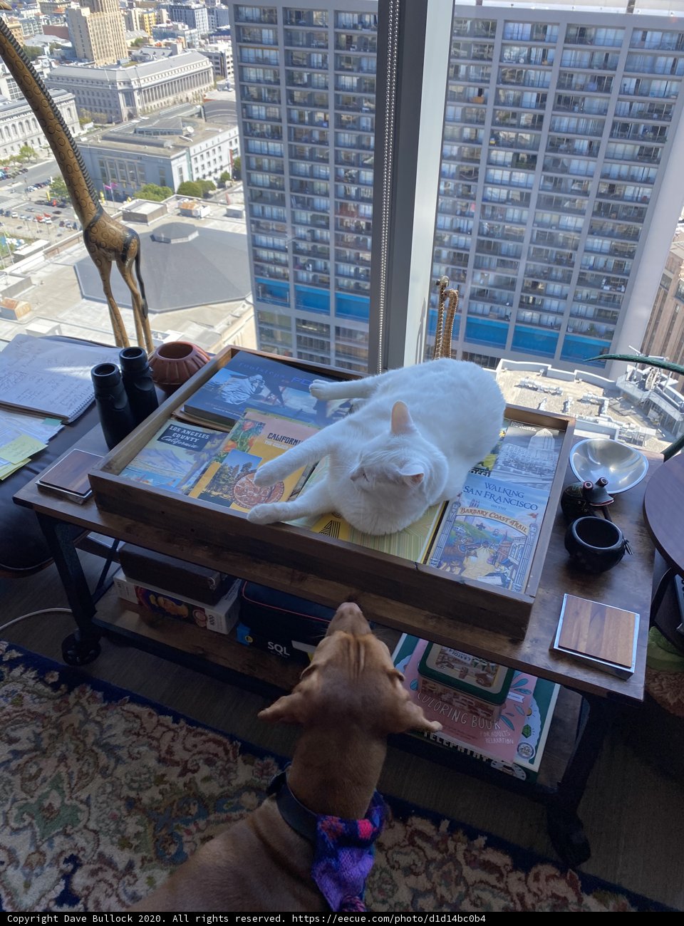 Furry Roommates on the Coffee Table
