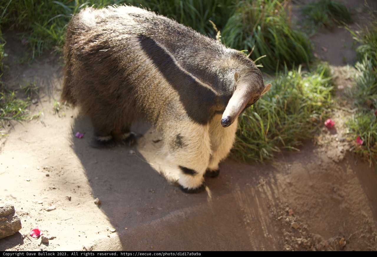 Fascinating Anteater at San Francisco Zoo