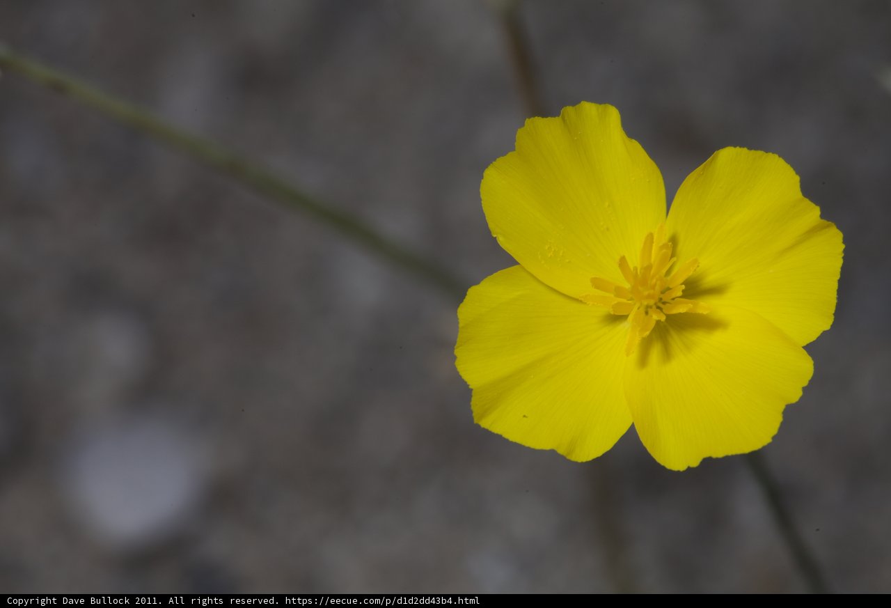 Golden Bloom