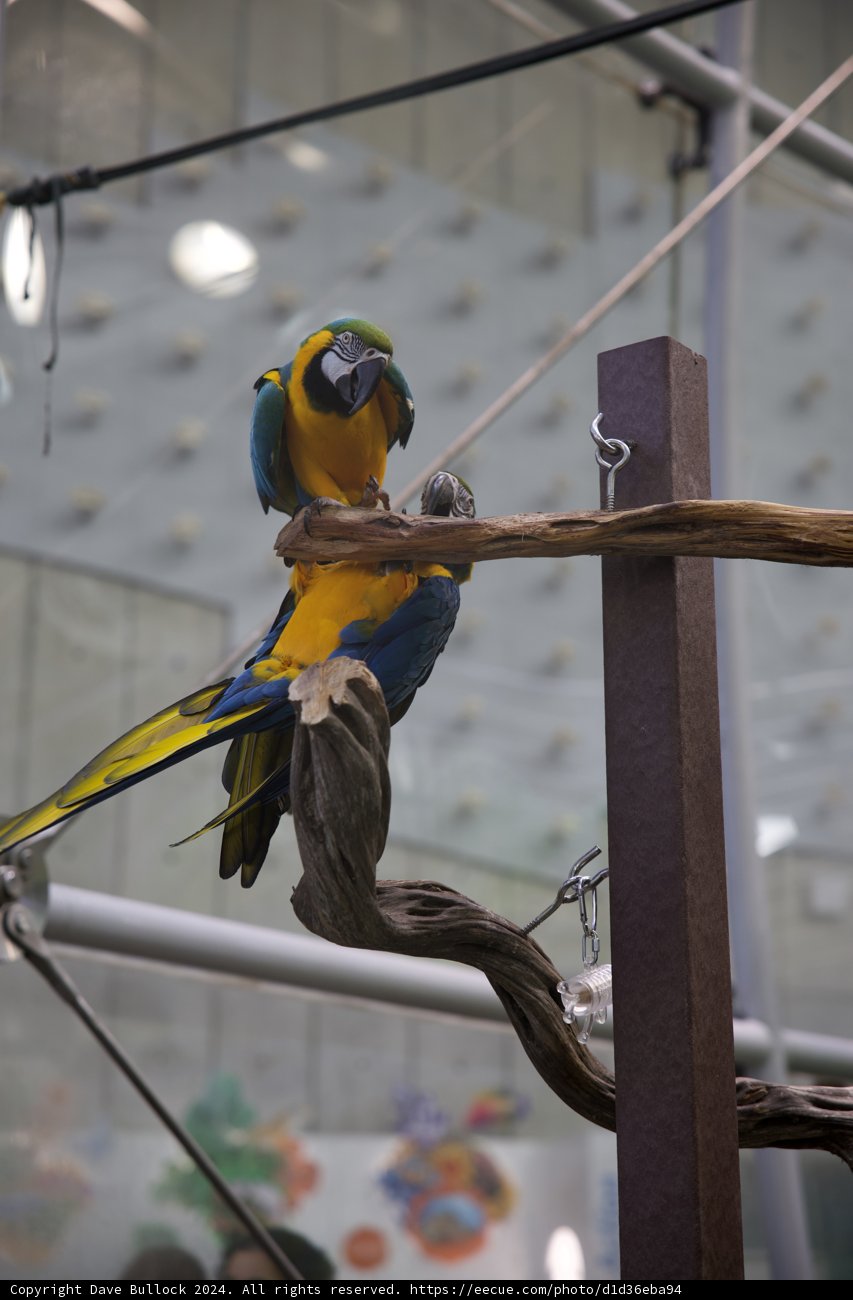 A Chirpy Encounter at California Academy's Rainforest