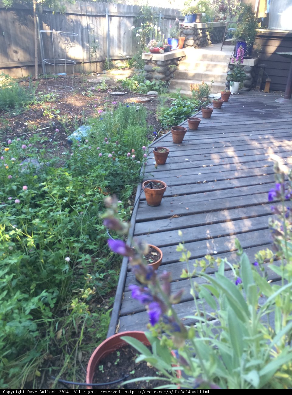 A Garden Oasis on a Wooden Deck