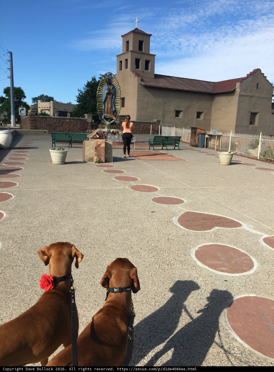 Courtyard Canines