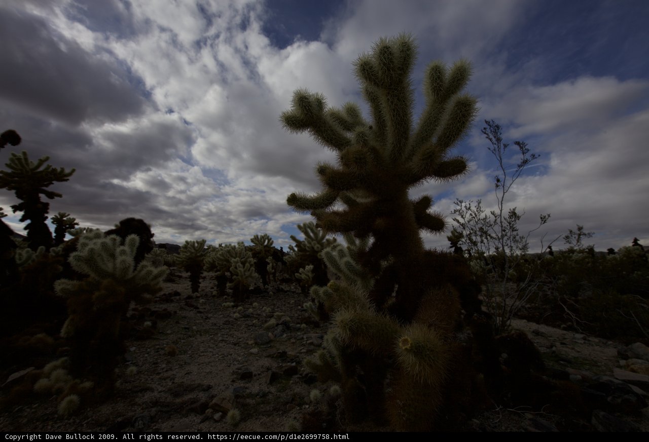 Desert Beauty
