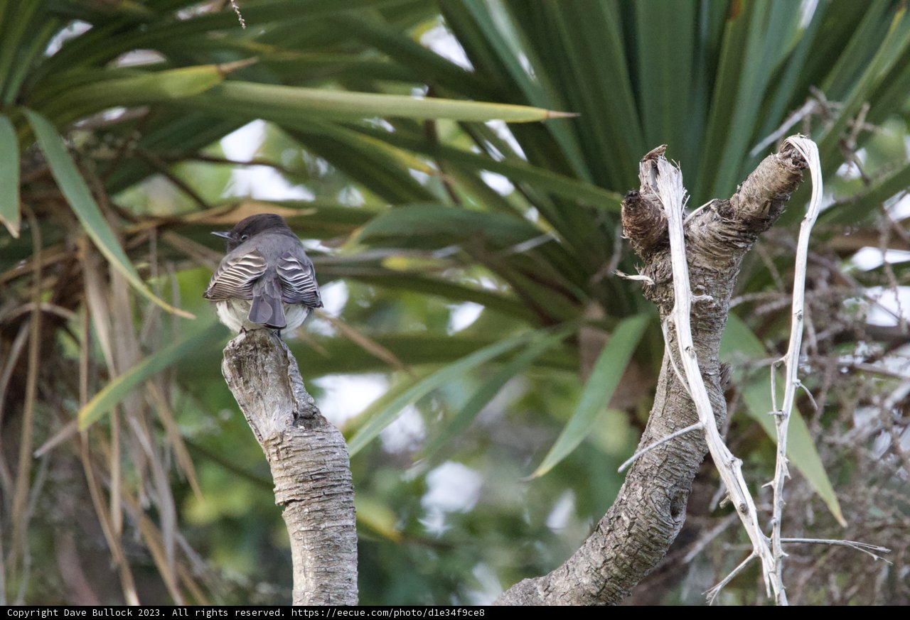 Serenity in Fort Mason: Finch Amidst Foliage