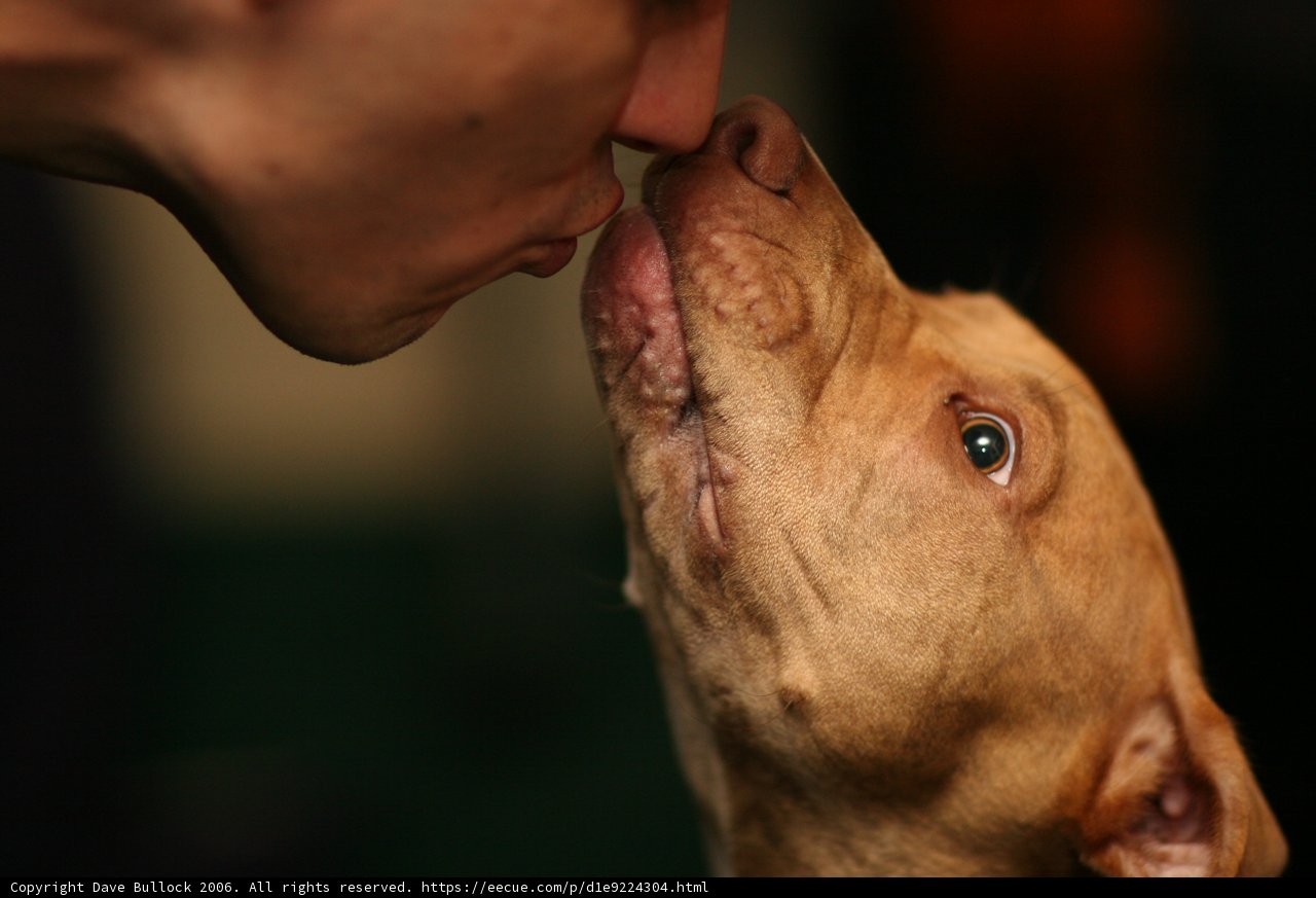 Man's Best Friend