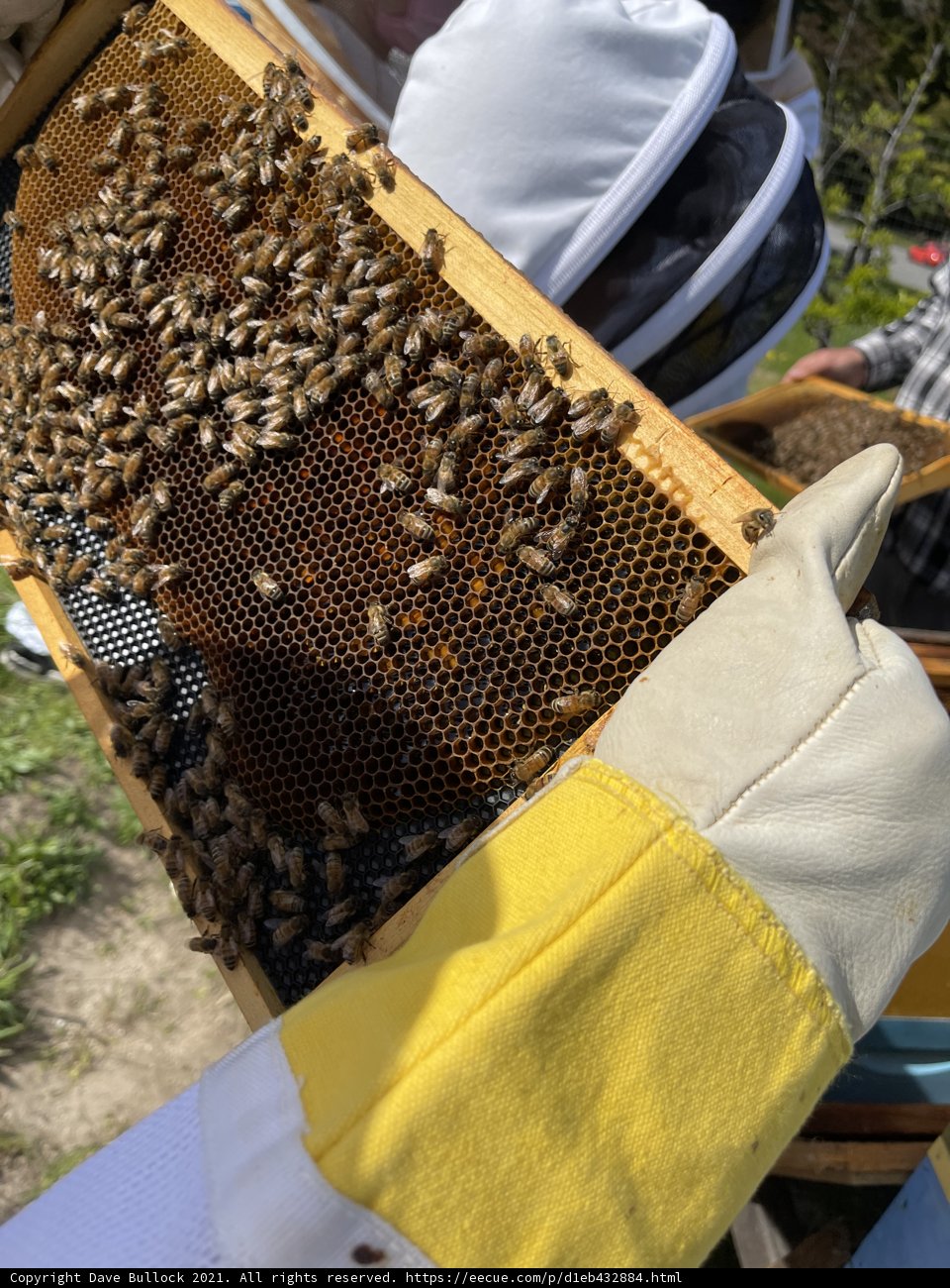 Frame of Busy Bees