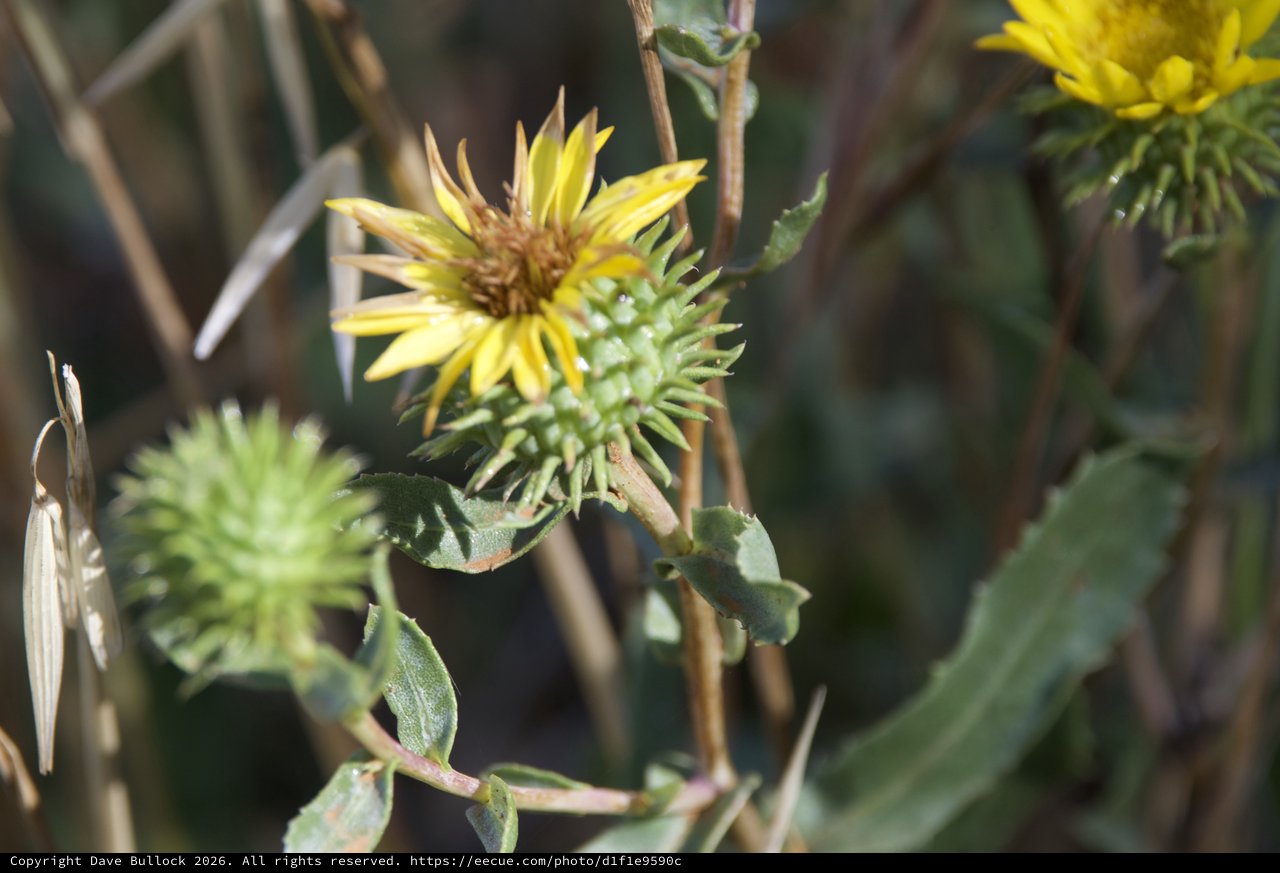 Spiny Gumplant Blooms on Mount Diablo Slopes