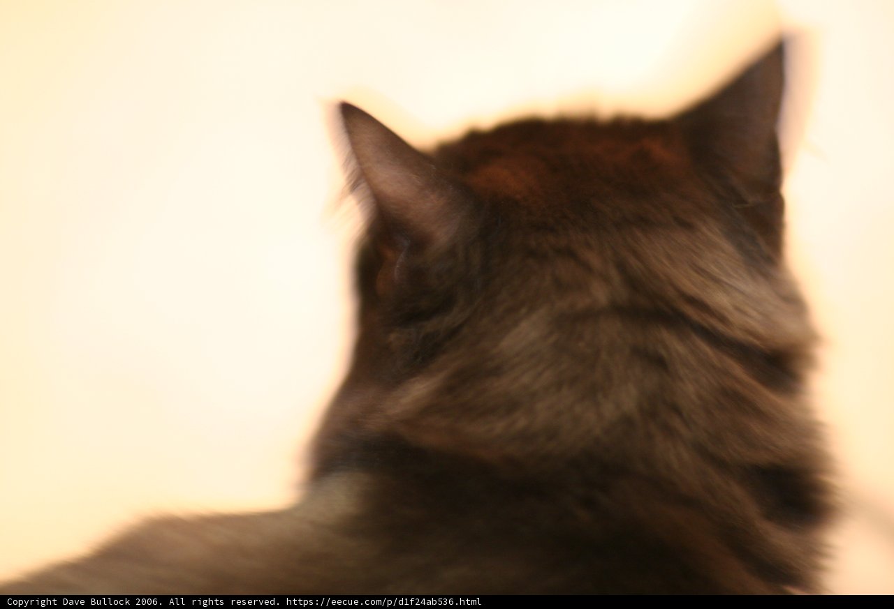 Feline Curiosity