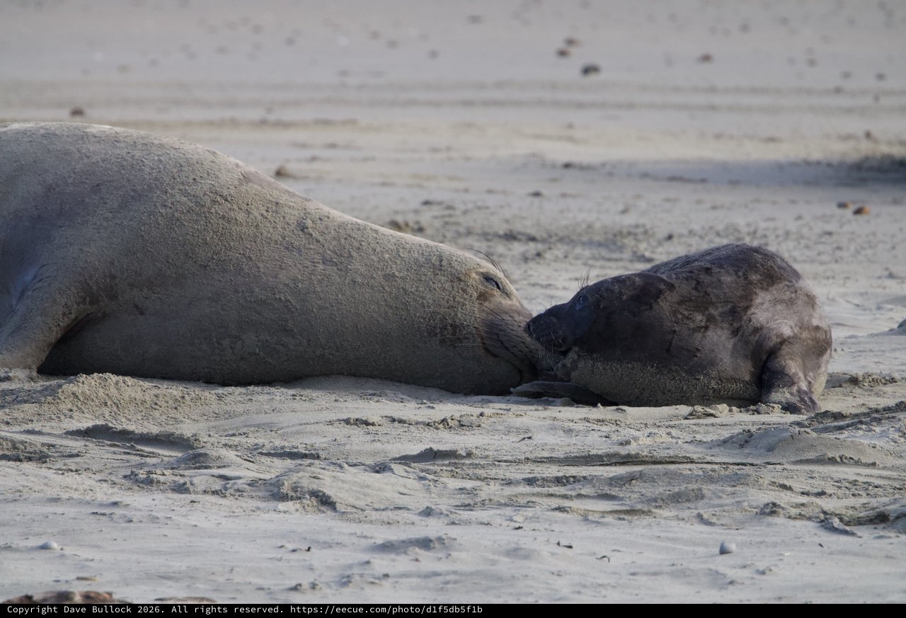 Elephant Seal Mother and Pup Bonding on Beach