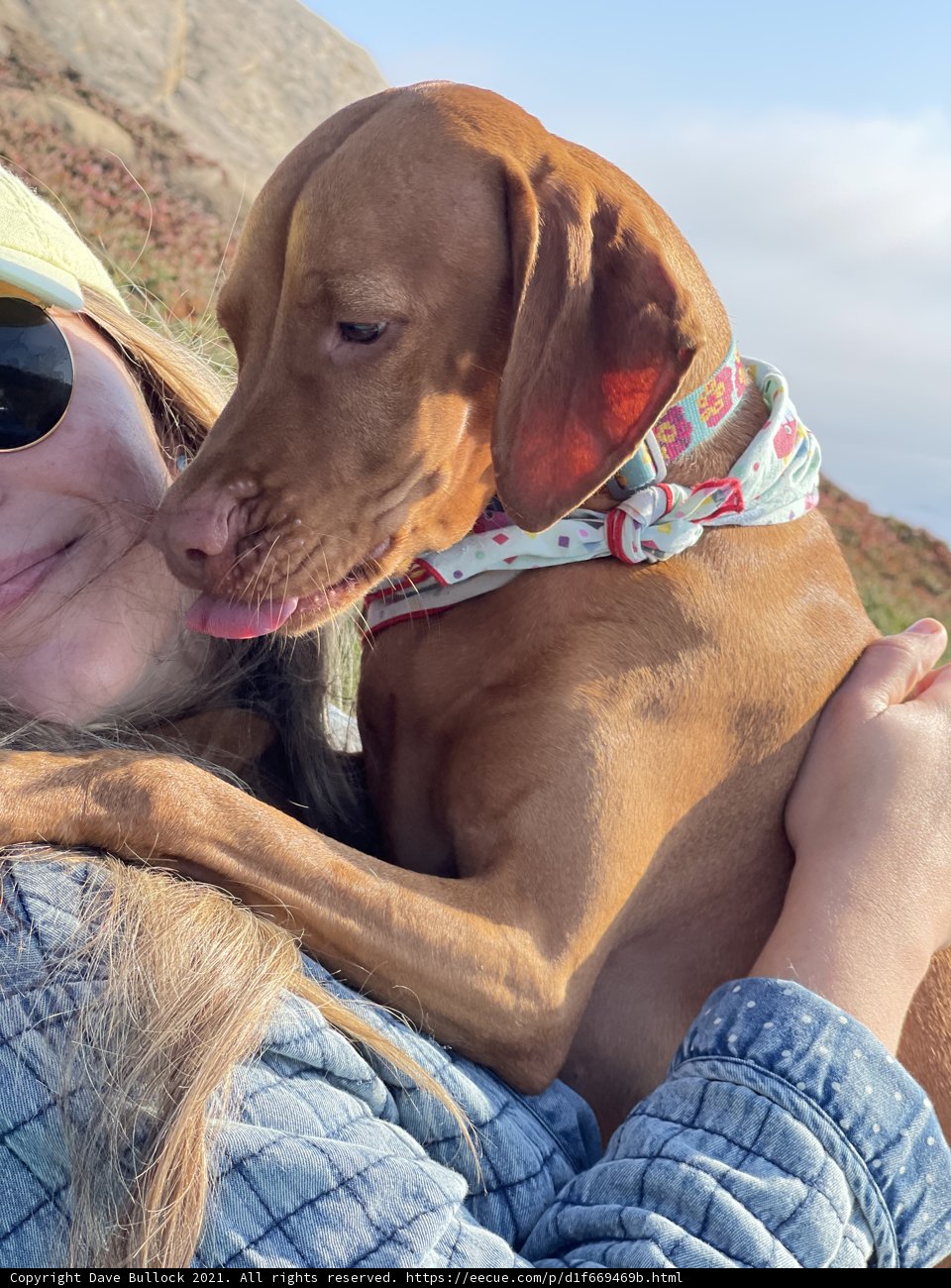 Happy Hound Under the California Sky