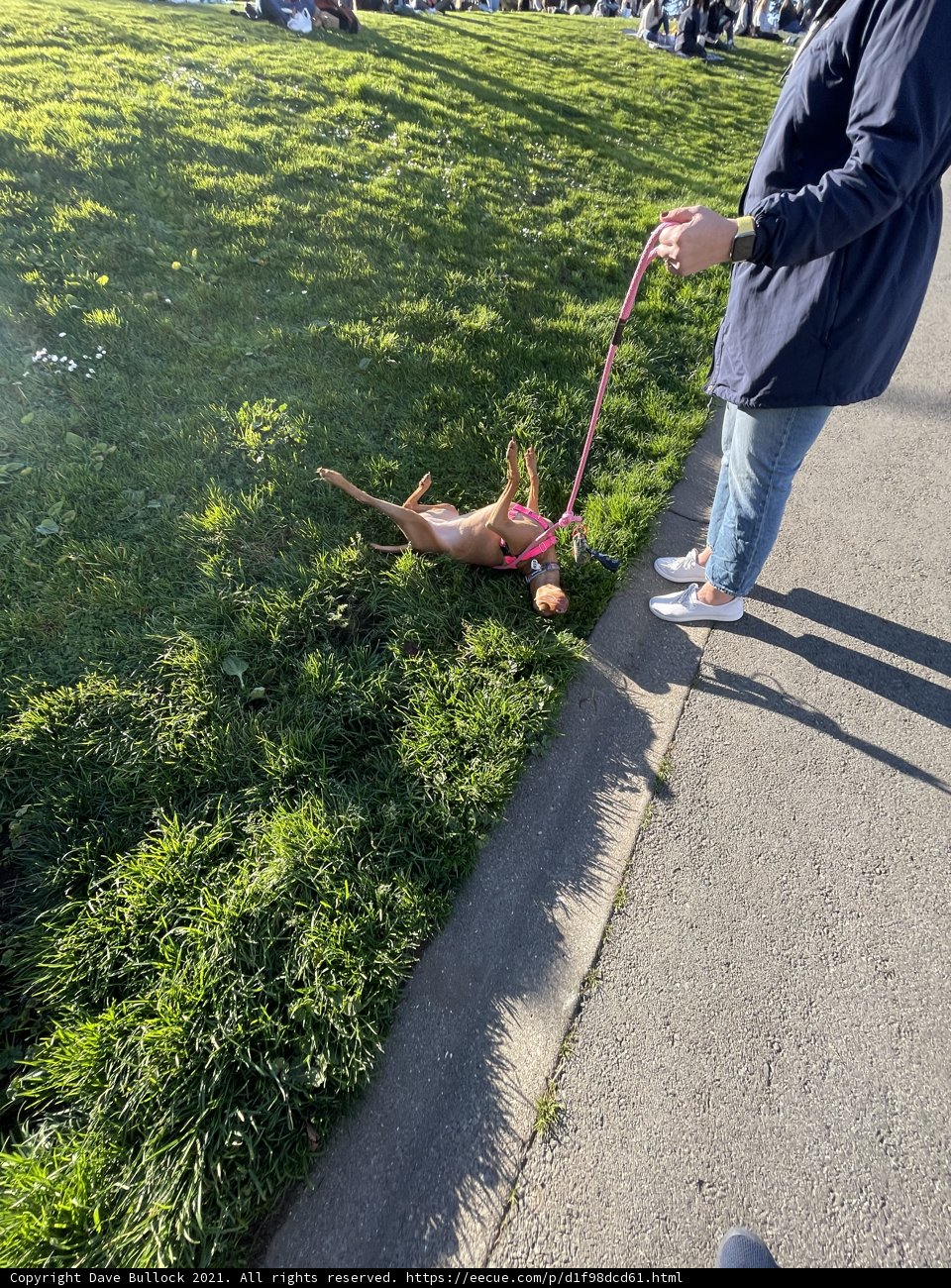 Leash-Lounging Pup at Alamo Square
