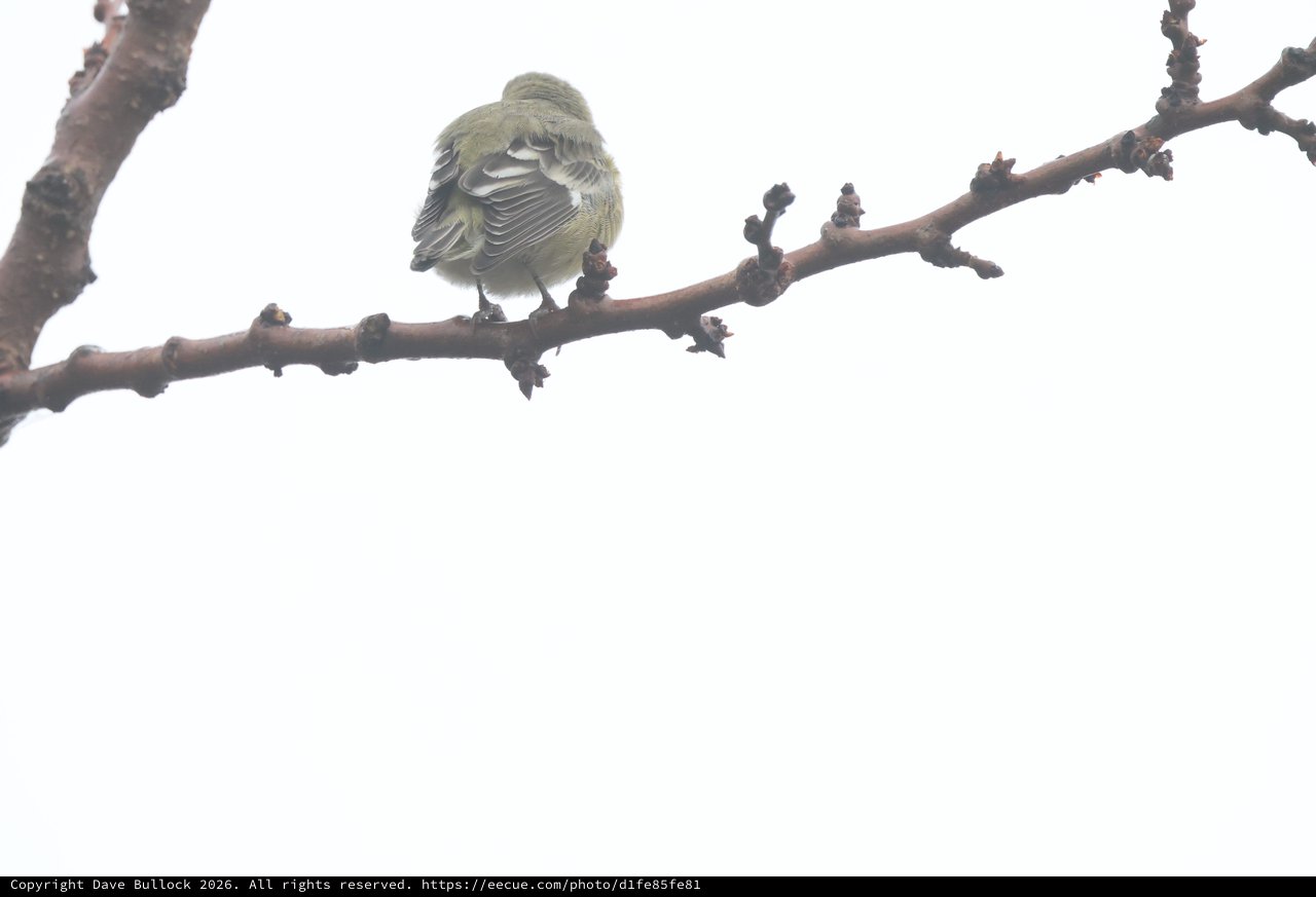 Fluffed Up Bird Perched on Winter Branch