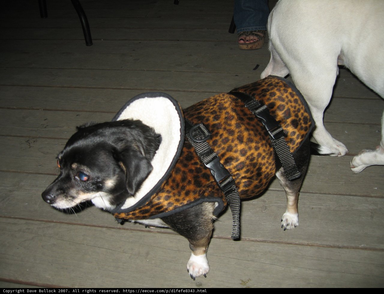 Fierce and Fashionable: Leopard Print Canine