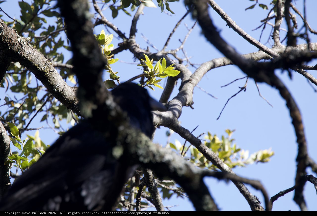 Dark Bird Perched Among Spring Branches at Mt. Diablo