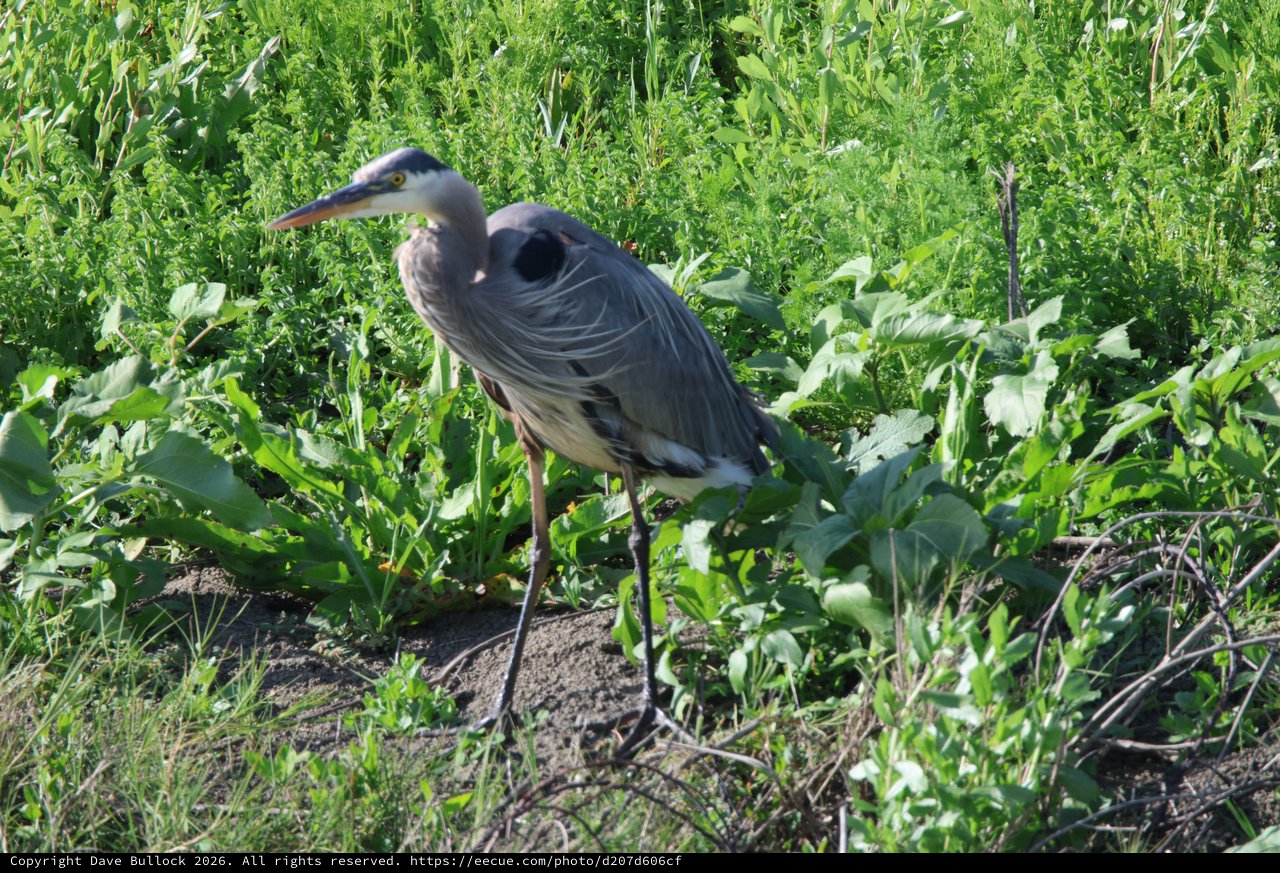 Great Blue Heron Standing in Wetland Vegetation