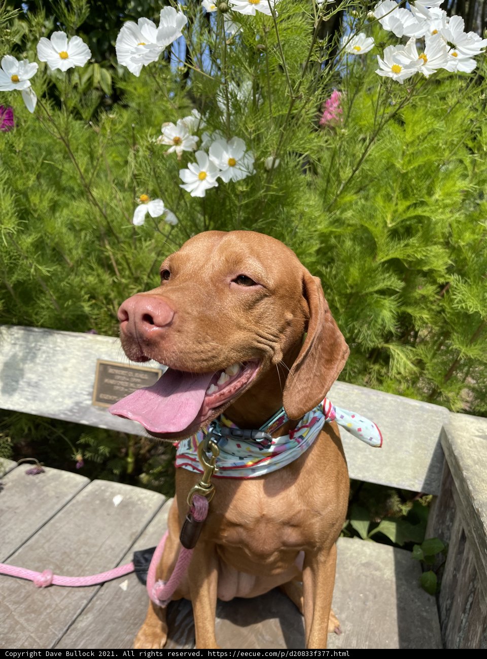 The Pawsome Canine Garden