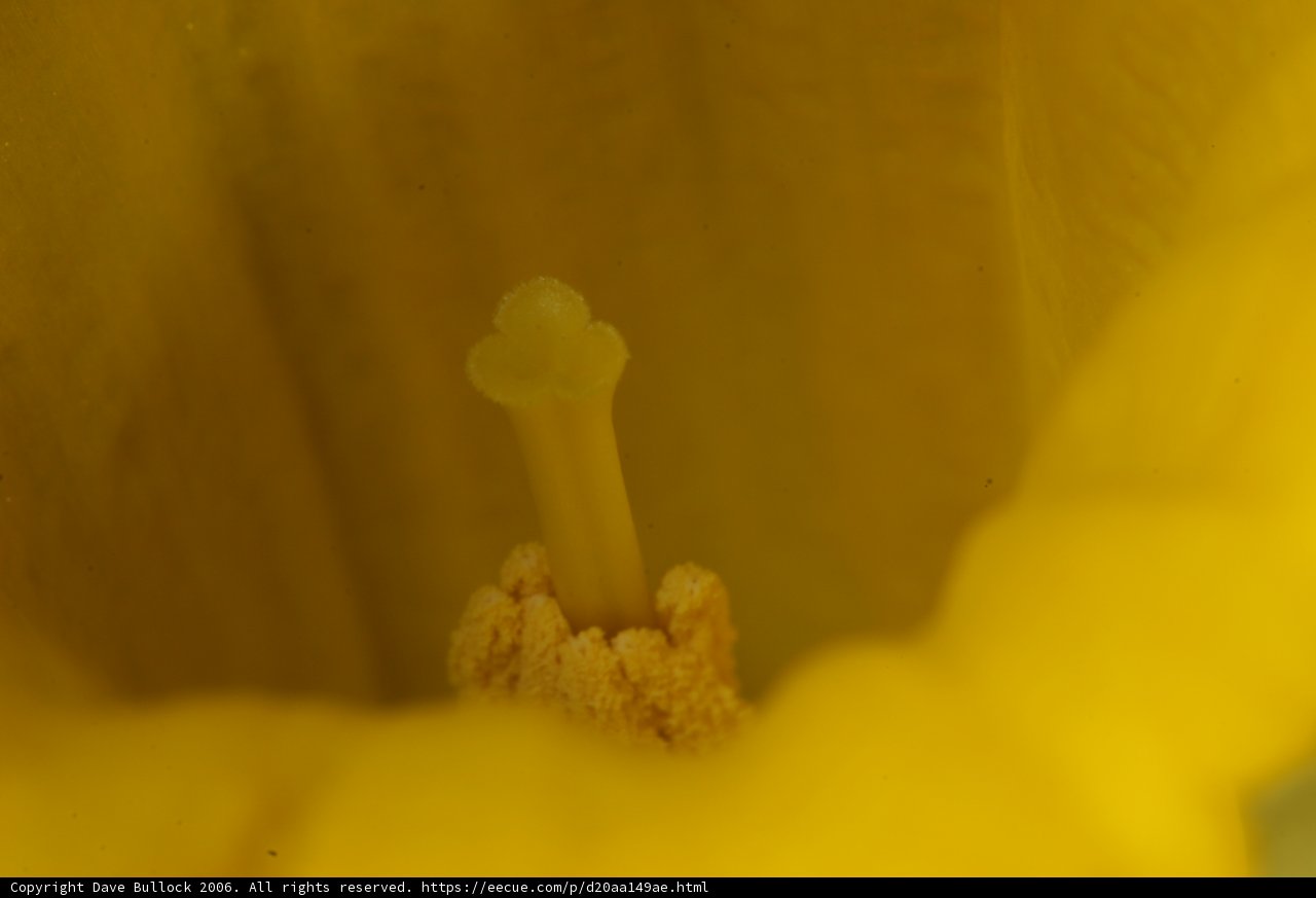A Close-up of a Yellow Flower's Interior