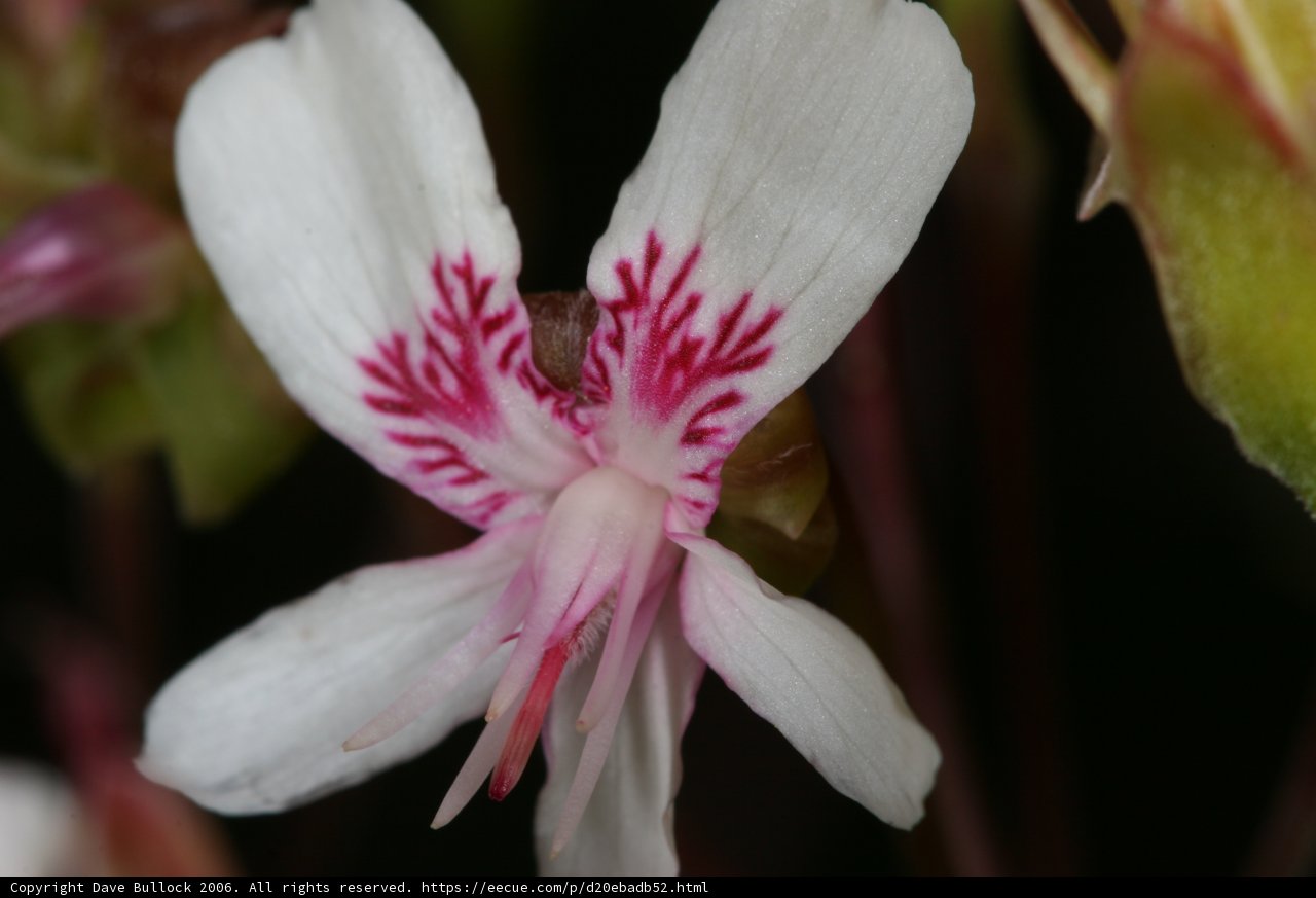 Pink and White Petals in Bloom