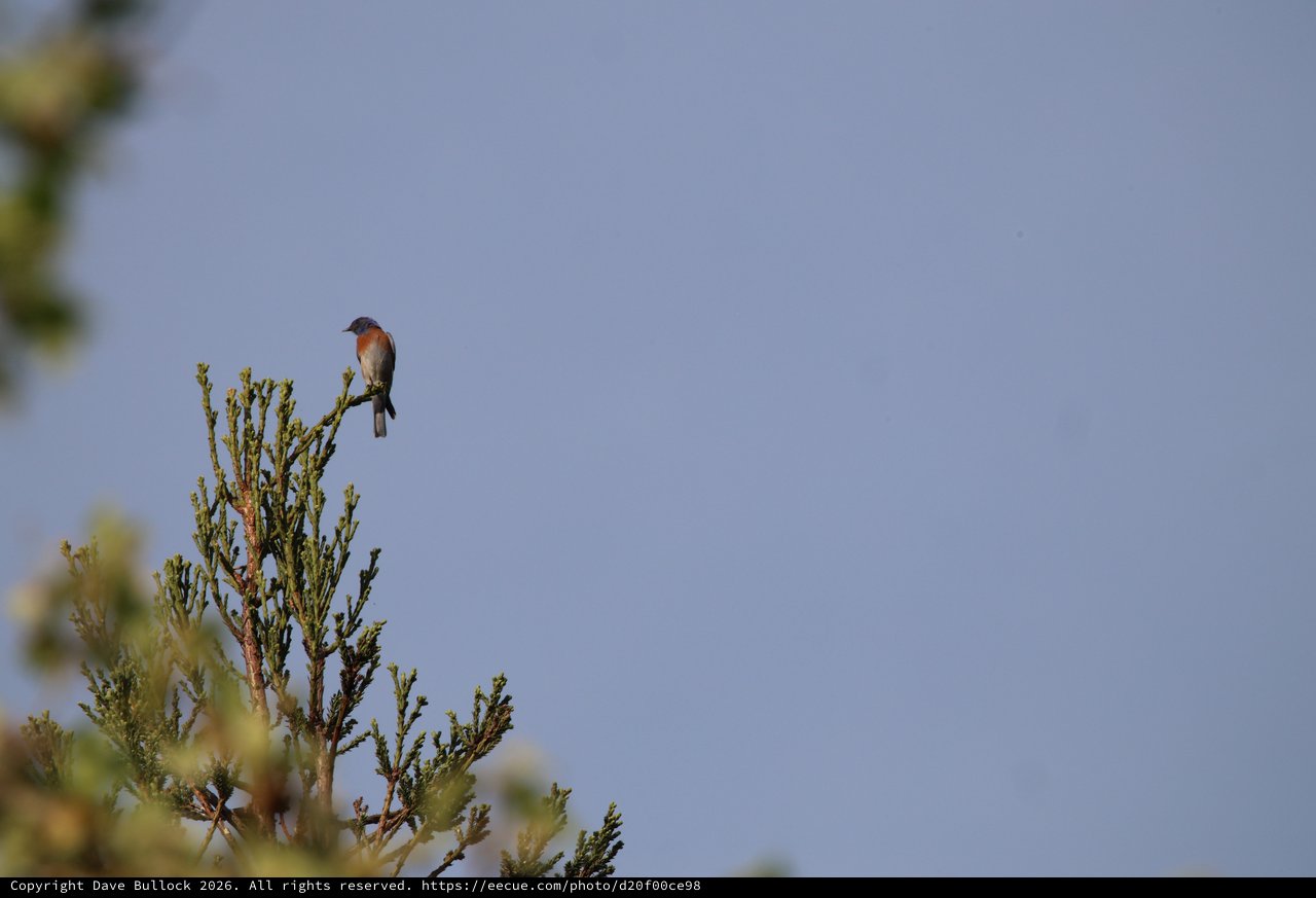 Eastern Bluebird Perched on Evergreen Treetop at Dawn
