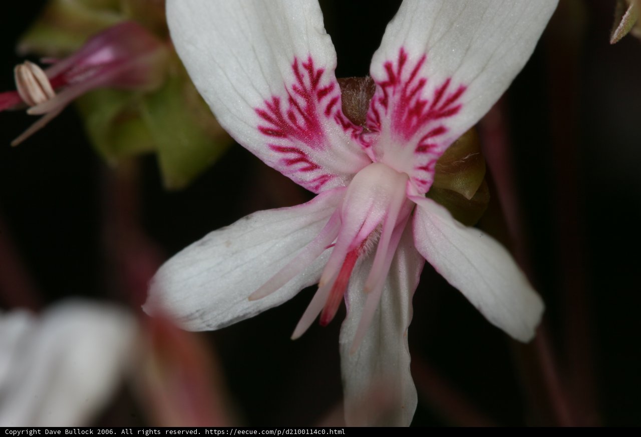 Geranium Blossom Close-up