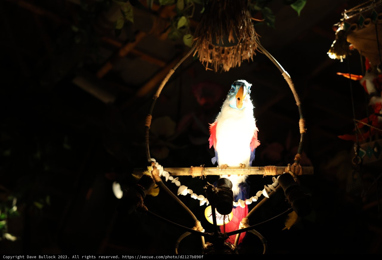 The Feathered Companion