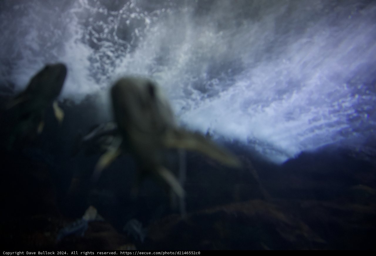 An Aquatic Dance: Fish Among Waves