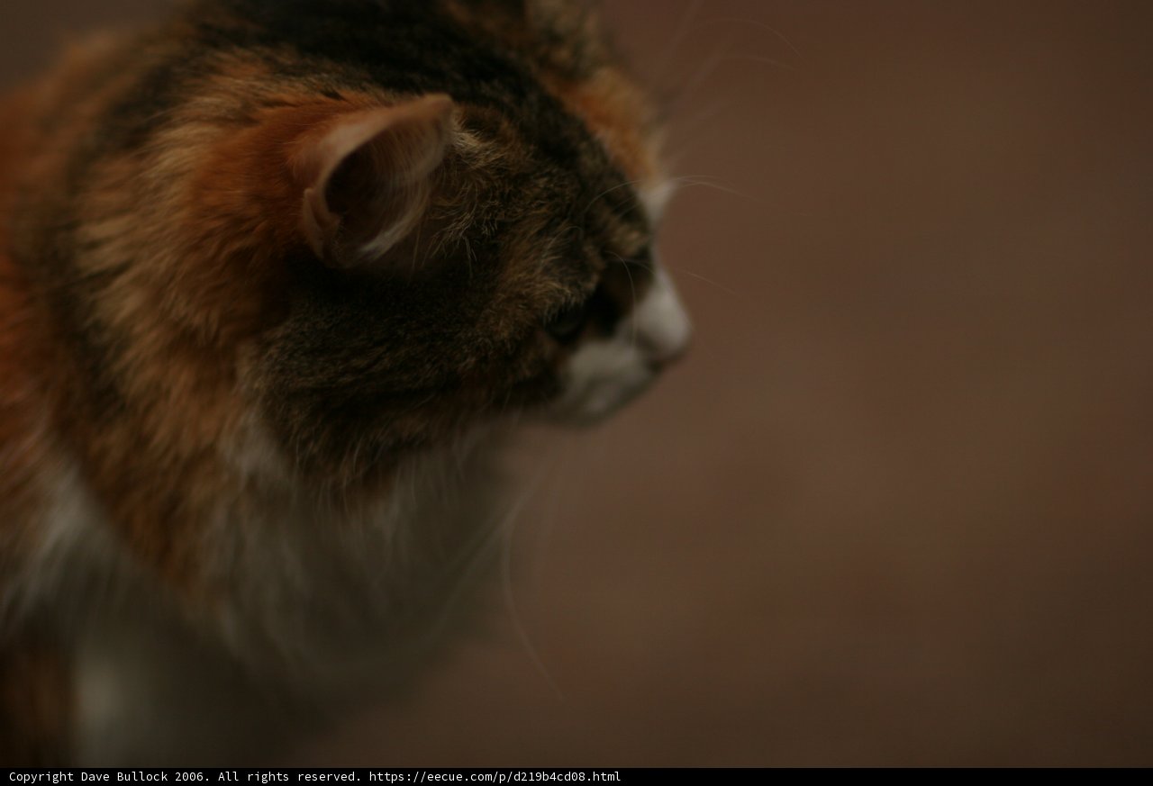 Pensive feline