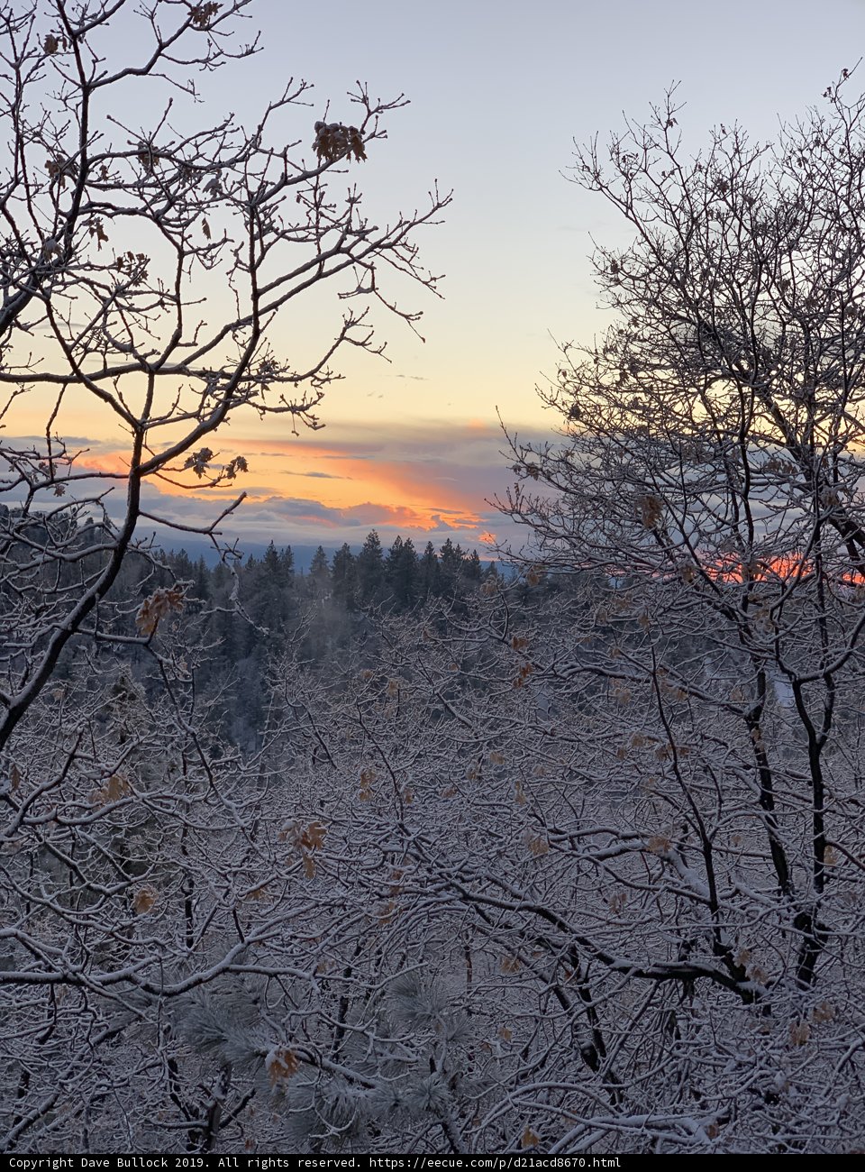 Winter Sunset Reflections from a Frosty Fir