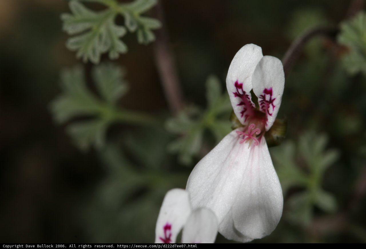 Red-Centered White Flower