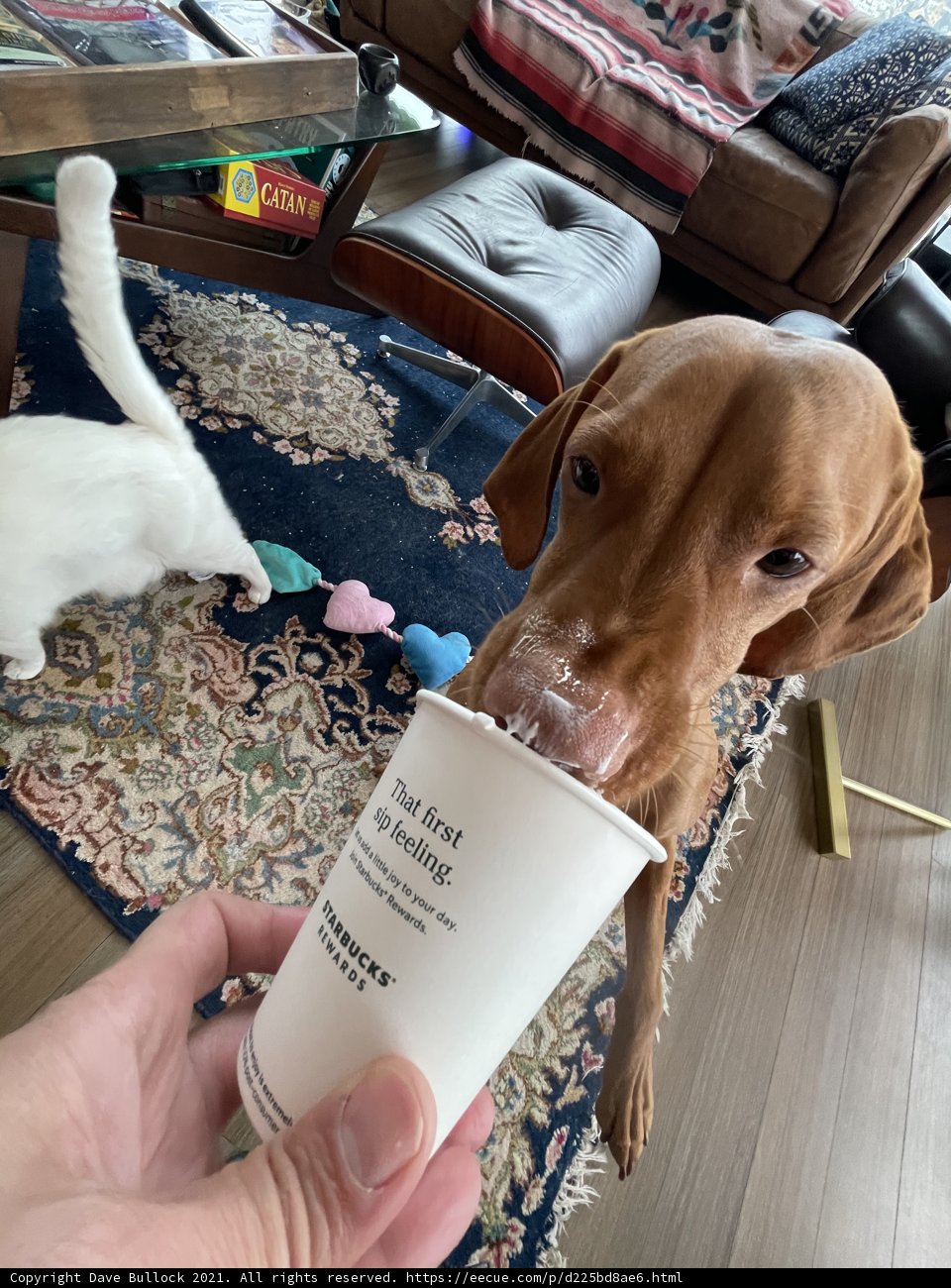 Coffee Companion