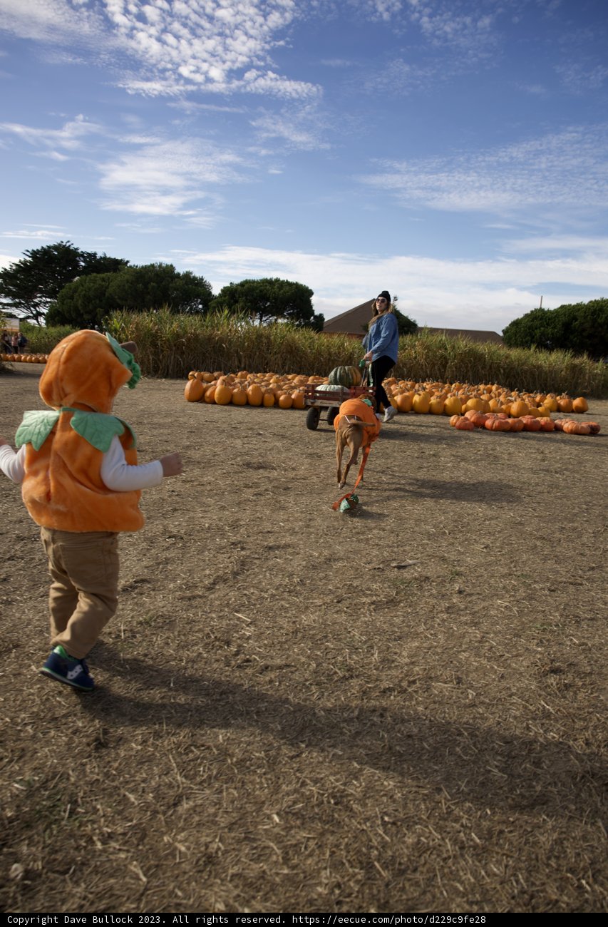 Pumpkin Patch Pursuits