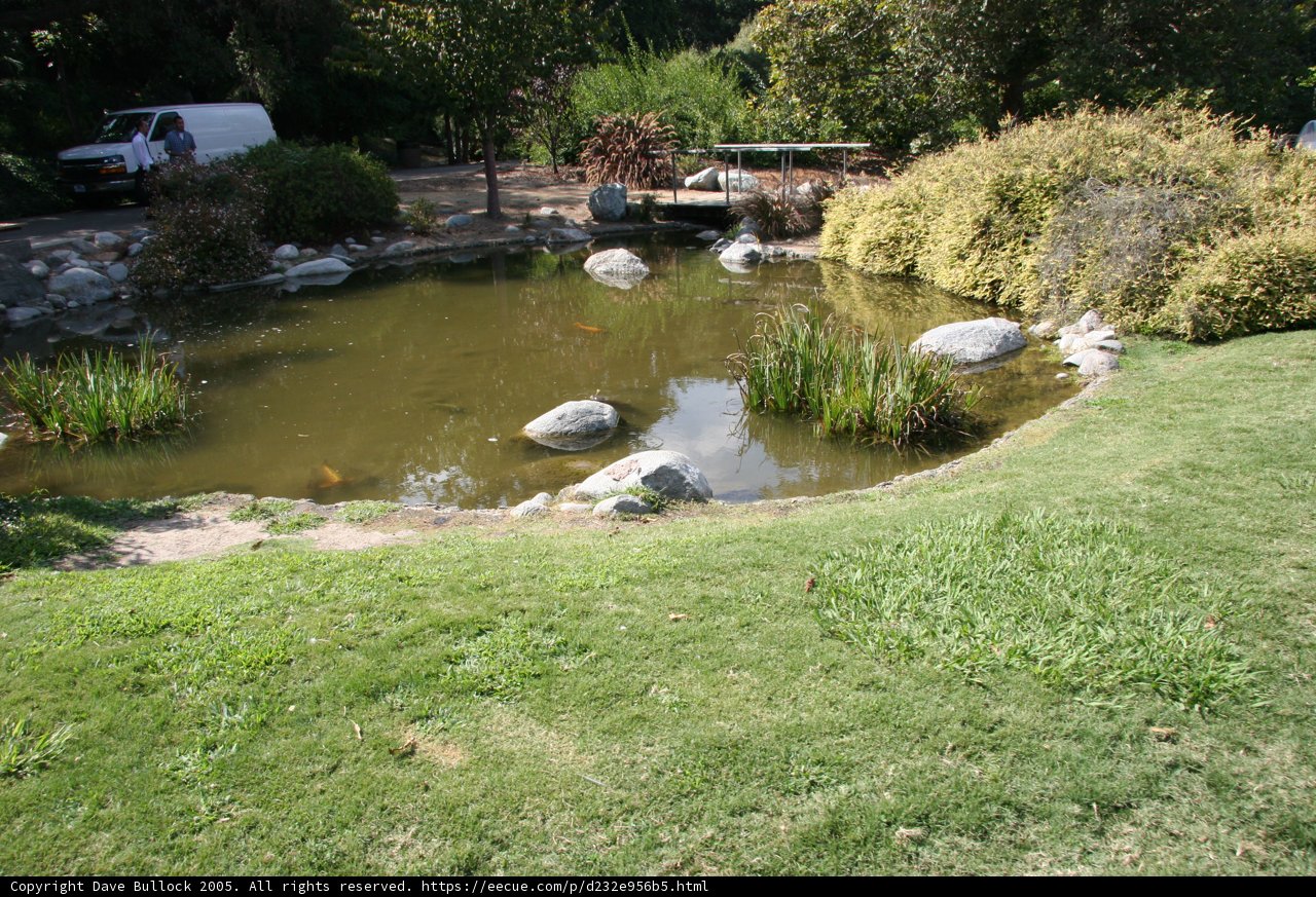 Serene Pond with a Lone Fish