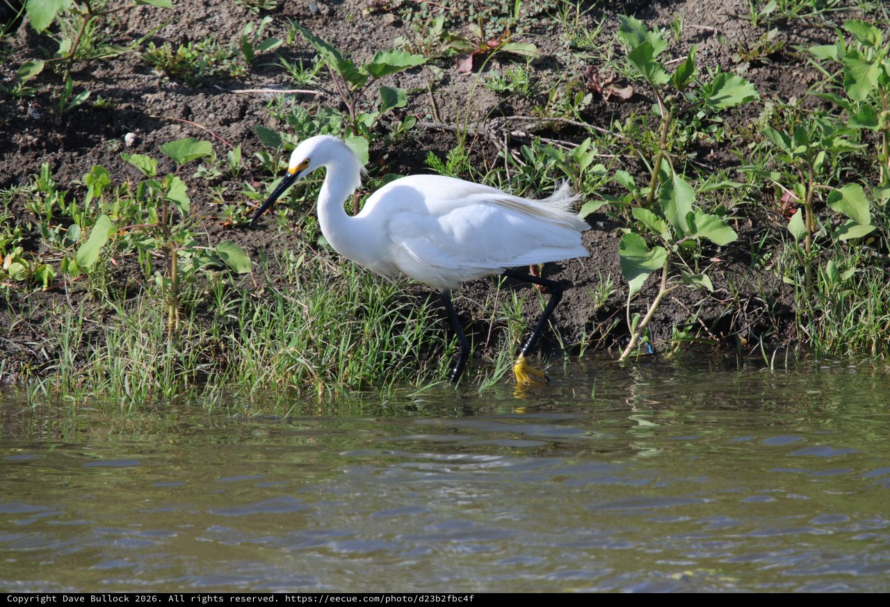 Snowy Egret Foraging at Water's Edge