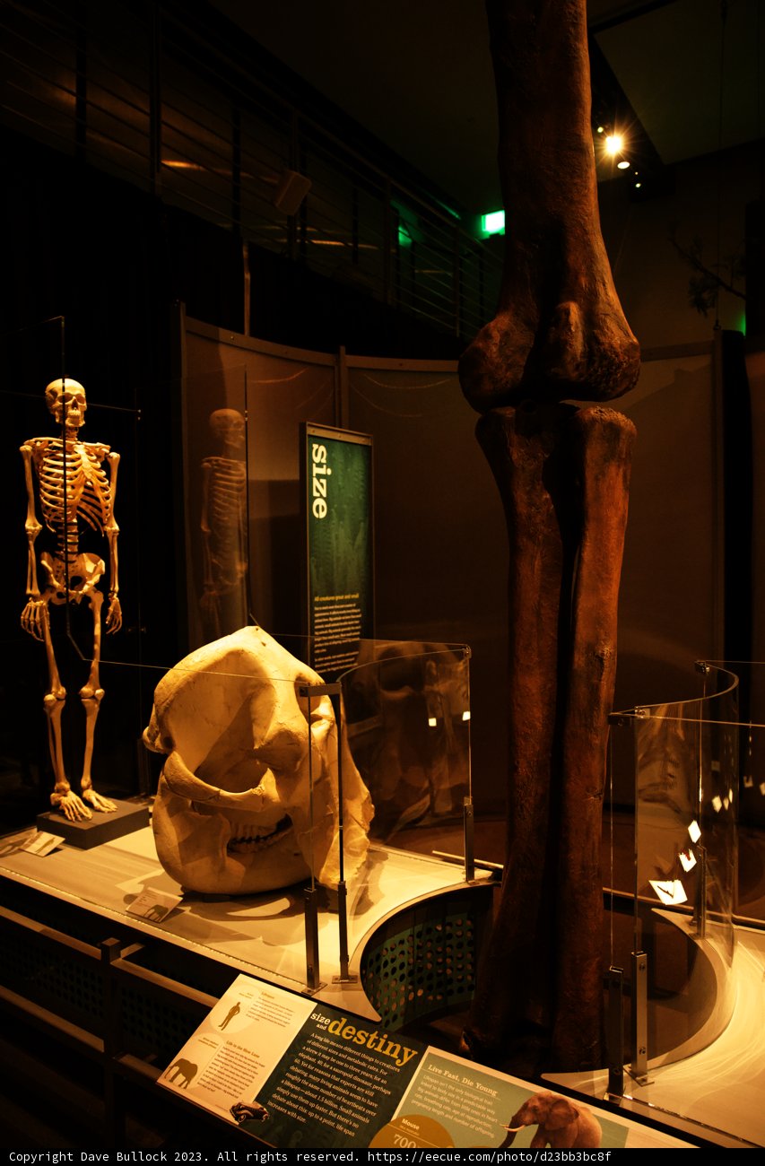 The Intriguing Skeleton Exhibit