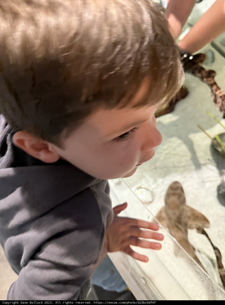 Curious Discoveries