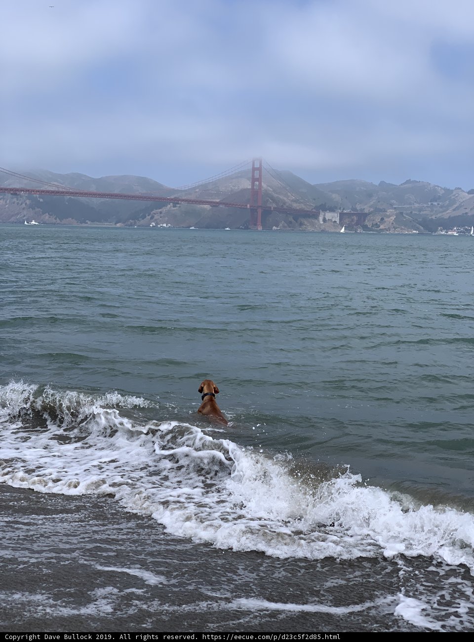 Dog enjoys a refreshing swim with Golden Gate Bridge
