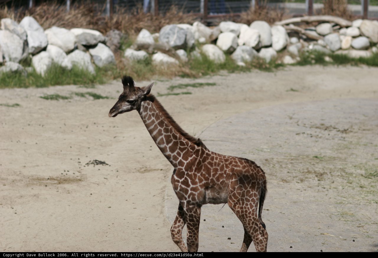 A Baby Giraffe's First Steps
