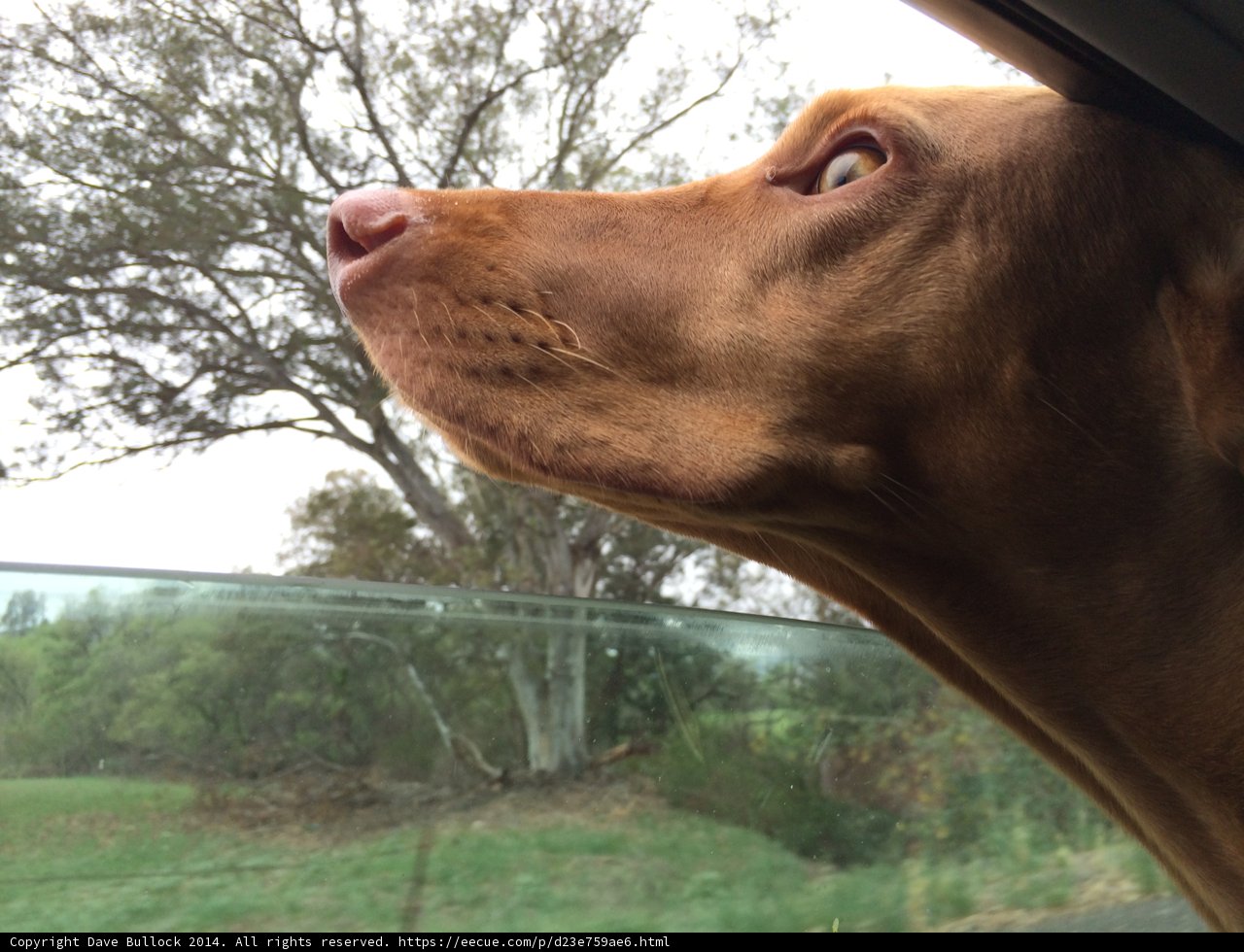A Hound's View