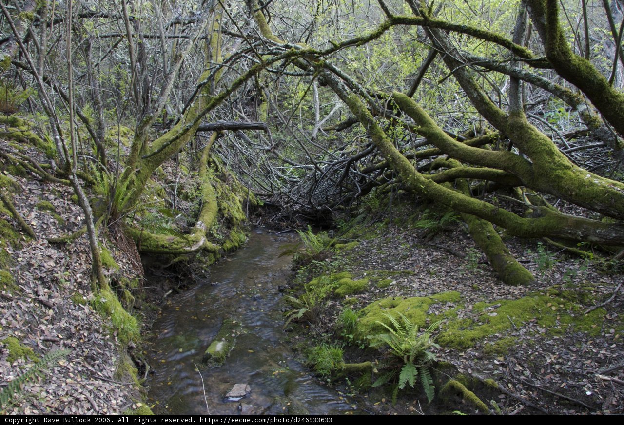 Mossy Creek in the Woodland