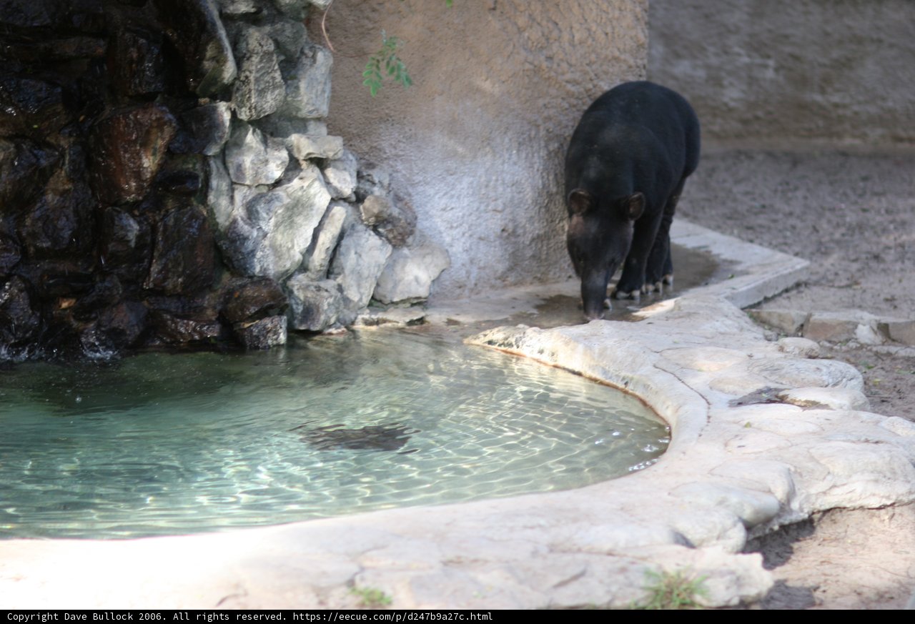 Thirsty Black Bear