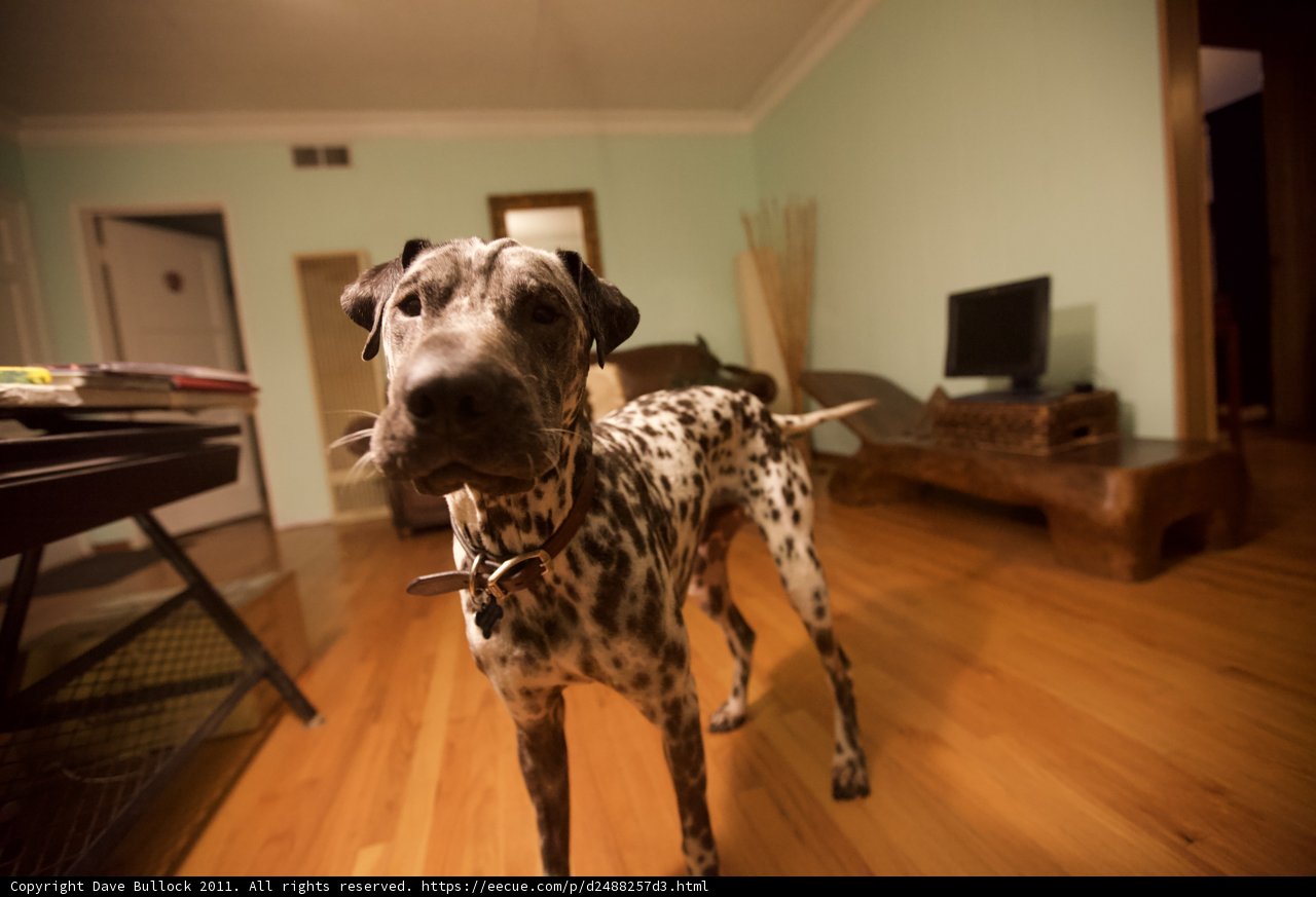 Piano Pup