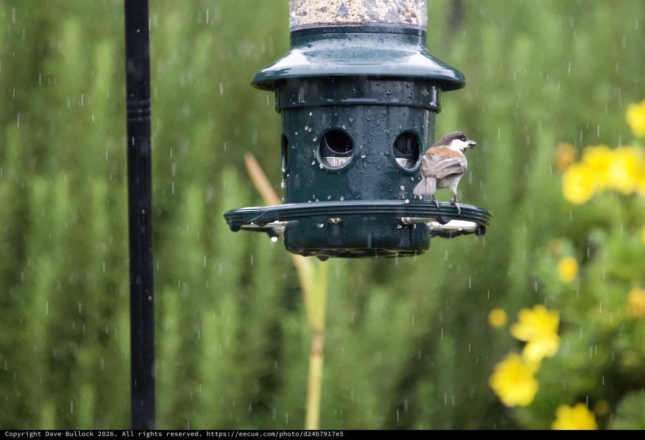 Sparrow Sheltering at Feeder in Spring Rain
