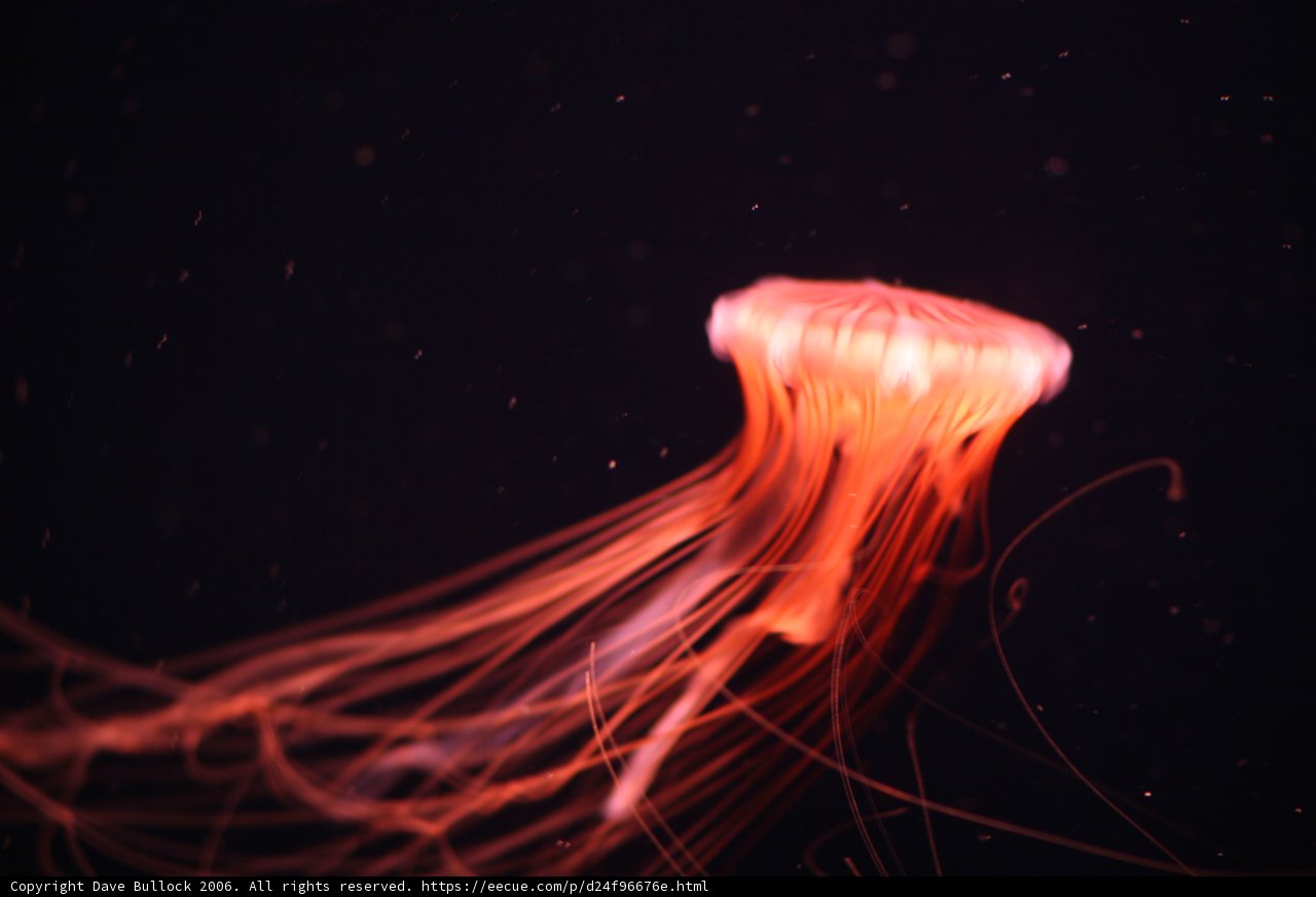 The Mystical Jellyfish