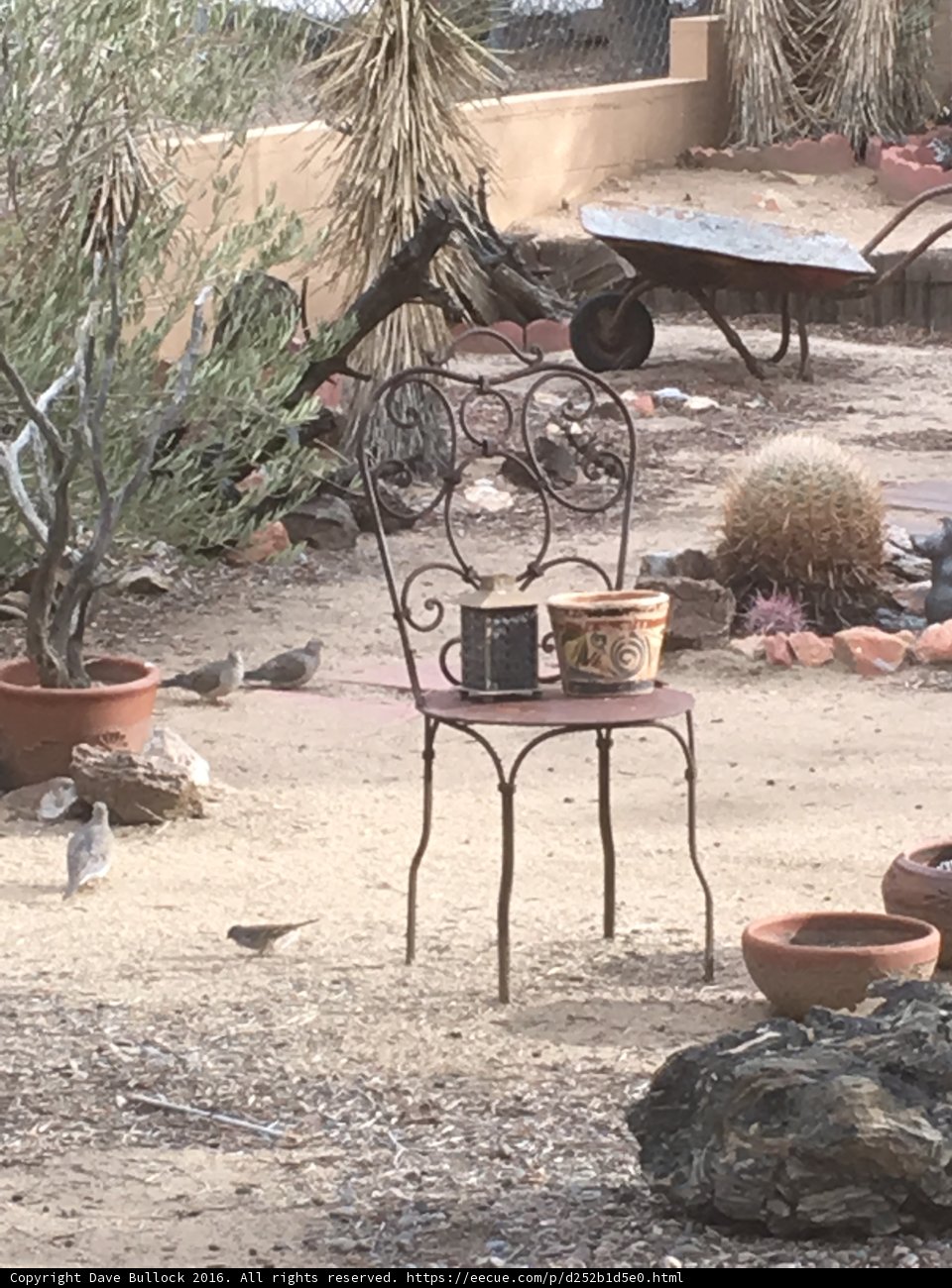Chair in a Backyard Garden