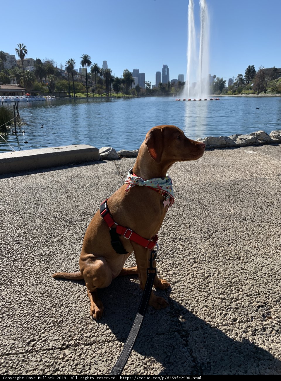 Fountain-side Pup
