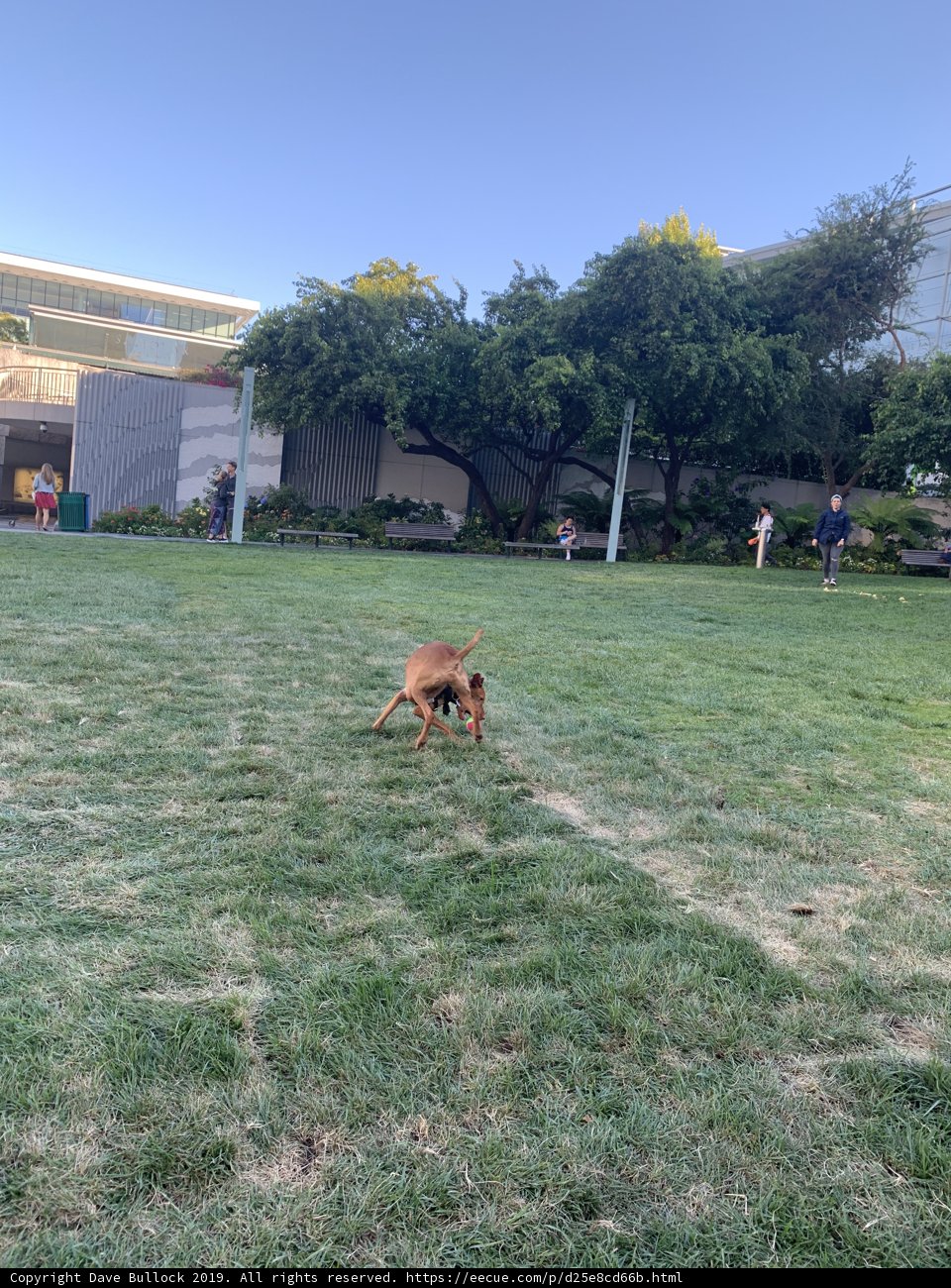Playful Pup in the Park