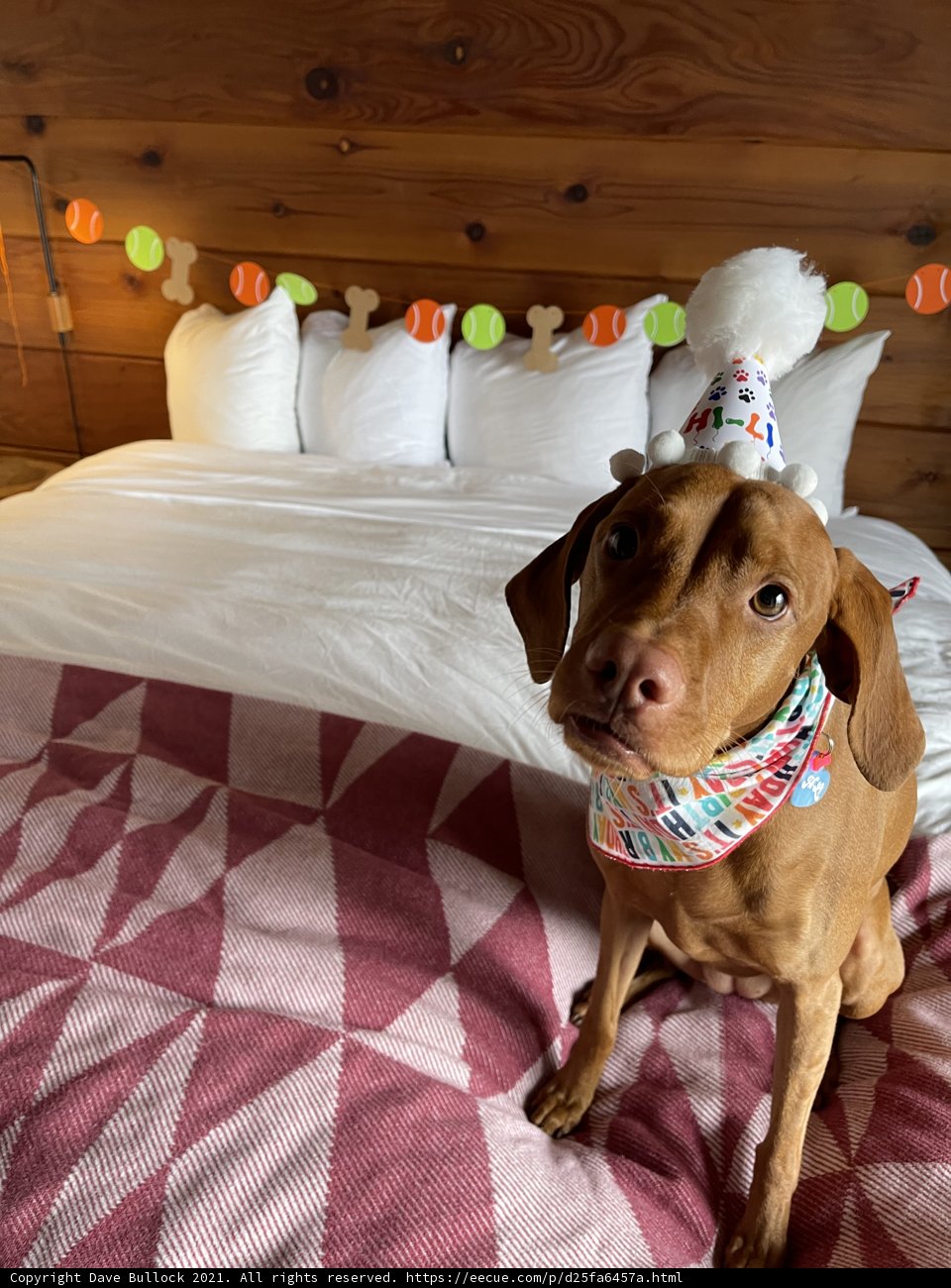 Birthday Pup on a Cozy Bed