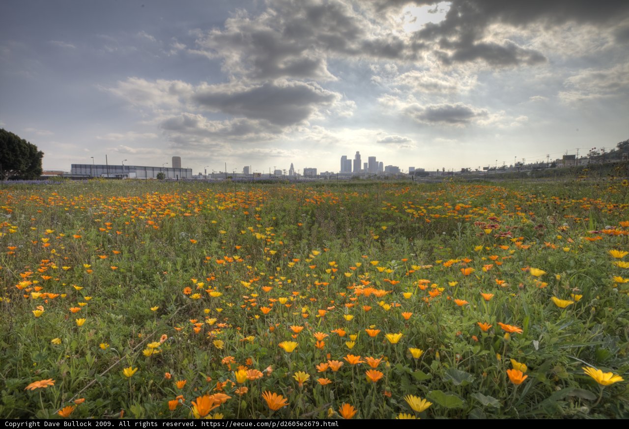 Fields of Orange and Skyline Views