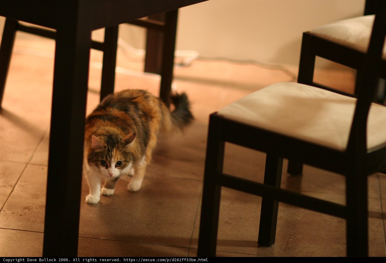 Hidden Feline